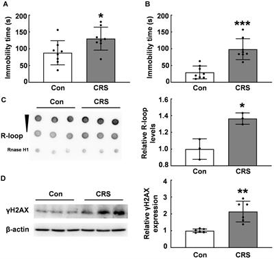 5hmC modification regulates R-loop accumulation in response to stress